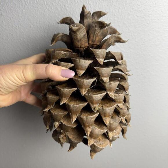 Giant Coulter Pine Cone 7-10 INCHES - Picture 2 of 9